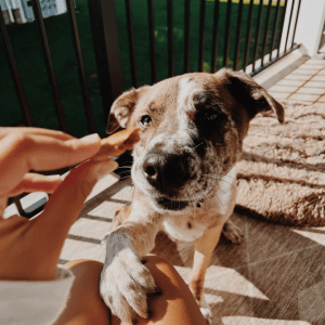 E7329768-3AF5-4424-9693-23E69B5E17DF